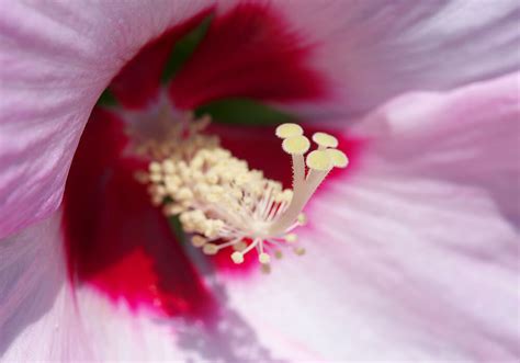 芙蓉種植方法|芙蓉（フヨウ）の育て方は？鉢植えもできる？肥料や。